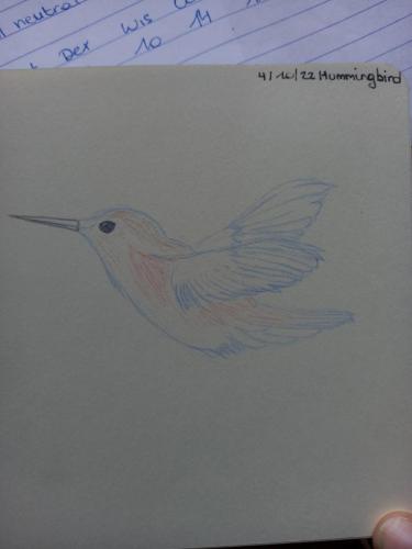 4 Birdtober - Hummingbird