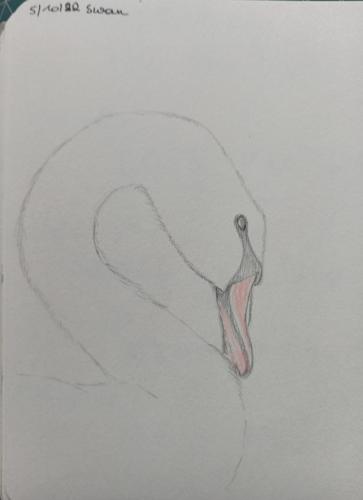 5 Birdtober - Swan