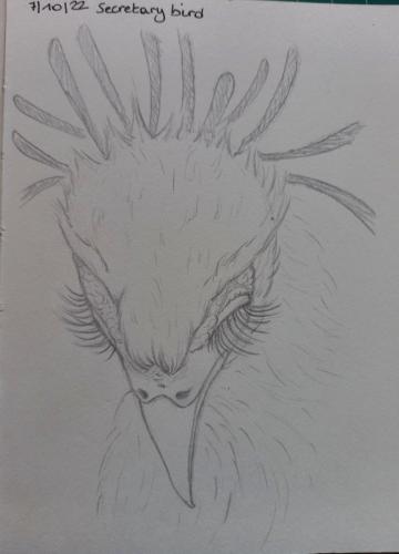 7 Birdtober - secretary bird