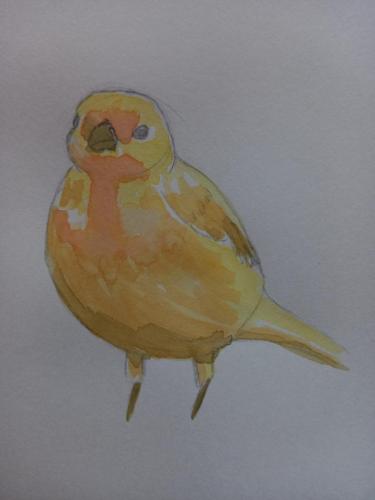 11 Birdtober - saffron finch