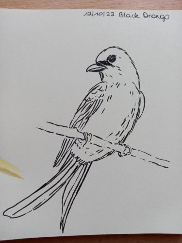 12 Birdtober - Black drongo