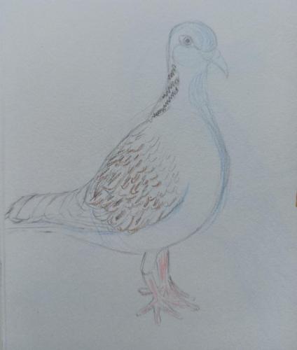 13 Birdtober - turtle dove