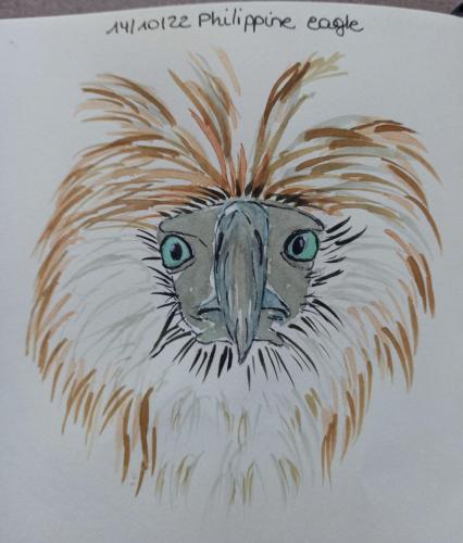 14 Birdtober - Philippine eagle