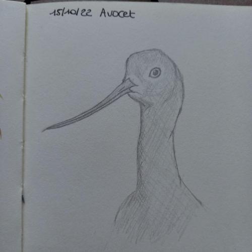 15 Birdtober - Avocet