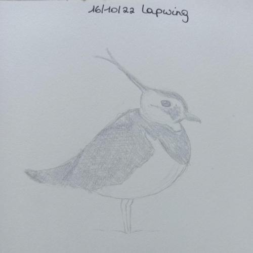 16 Birdtober - Lapwing