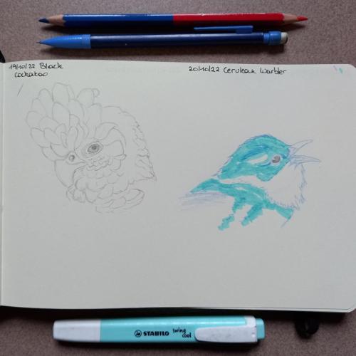 19 & 20 Birdtober - Black cockatoo - Cerulean Warbler