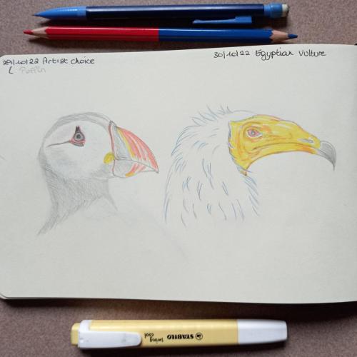 29 & 30 Birdtober - puffin  Egyptian vulture