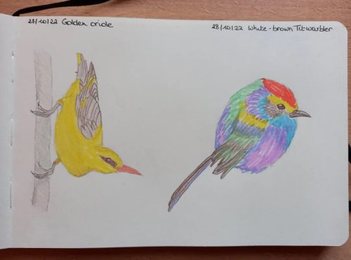 27 & 28 Birdtober - golden oriole  white browed titwarbler