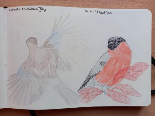 23 & 24 Birdtober - eurasian Jay  bullfinch